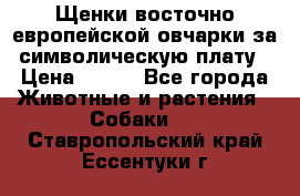 Щенки восточно европейской овчарки за символическую плату › Цена ­ 250 - Все города Животные и растения » Собаки   . Ставропольский край,Ессентуки г.